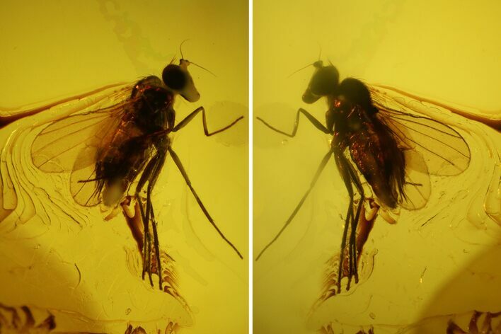 Fossil Fly (Diptera) In Baltic Amber #150748